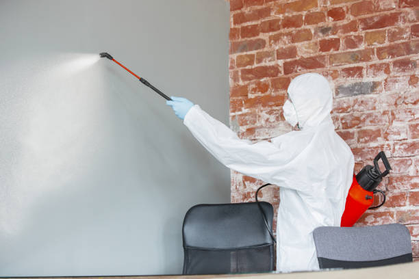 Best Black Mold Removal  in Westernport, MD