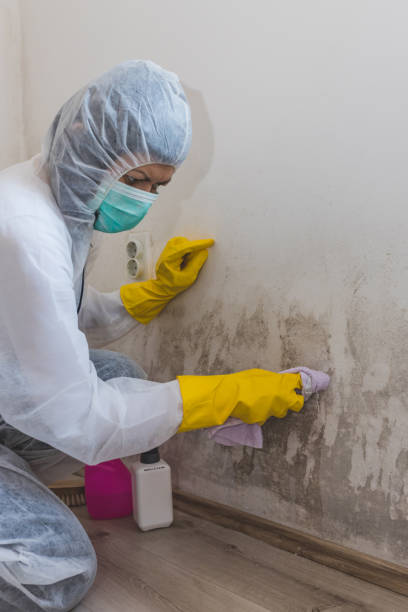 Best Commercial Mold Inspection  in Westernport, MD