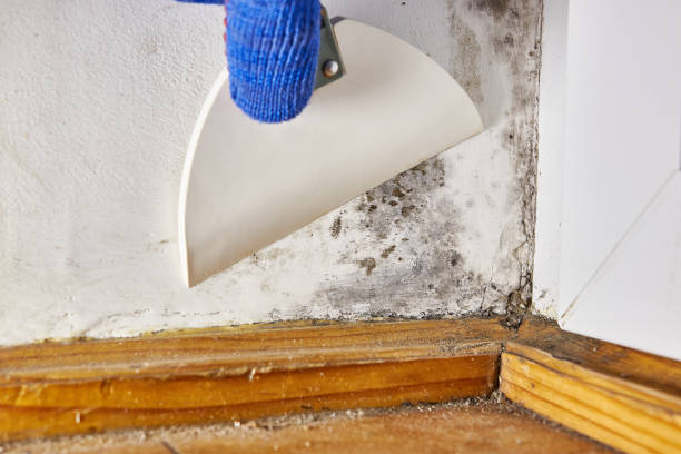 Best Crawl Space Mold Remediation  in Westernport, MD