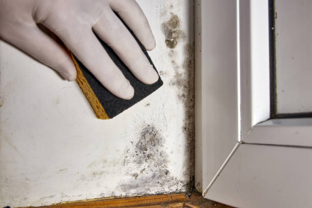Best Air Quality Testing for Mold Spores  in Westernport, MD