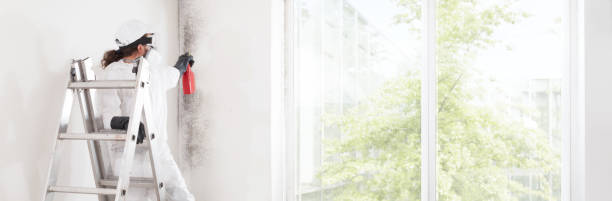 Best Mold Documentation for Insurance Claims  in Westernport, MD